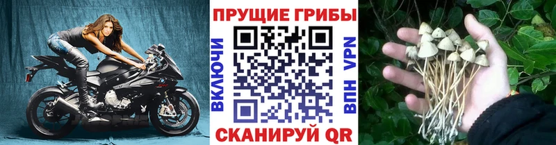 Псилоцибиновые грибы MAGIC MUSHROOMS  Невинномысск 